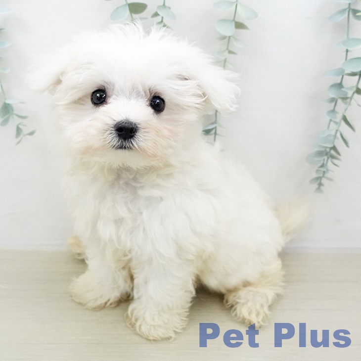 茨城県のマルチーズ (ペットプラス阿見店/2025年5月22日生まれ/男の子/ホワイト)の子犬