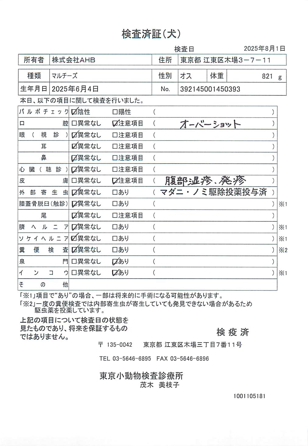 マルチーズ