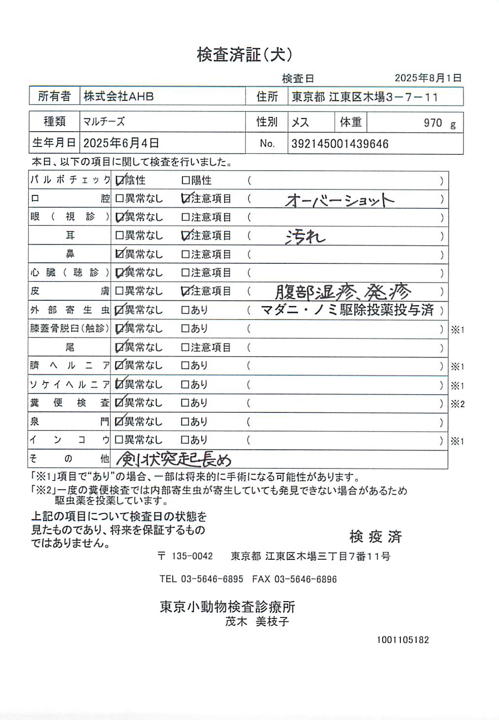 マルチーズ