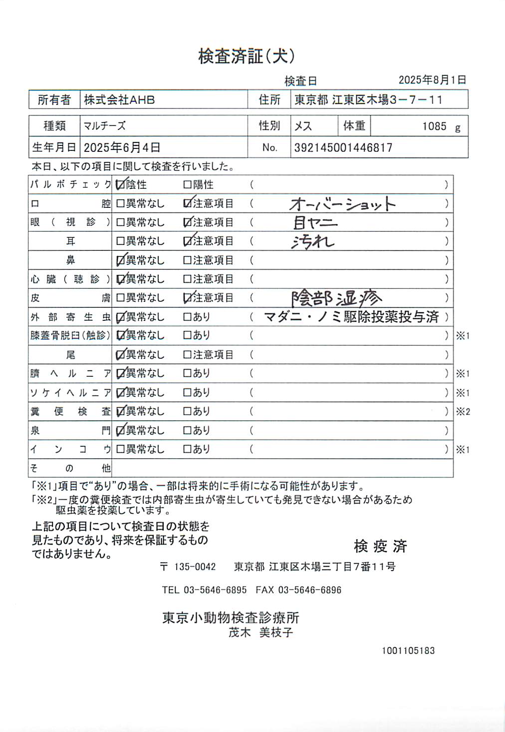 マルチーズ
