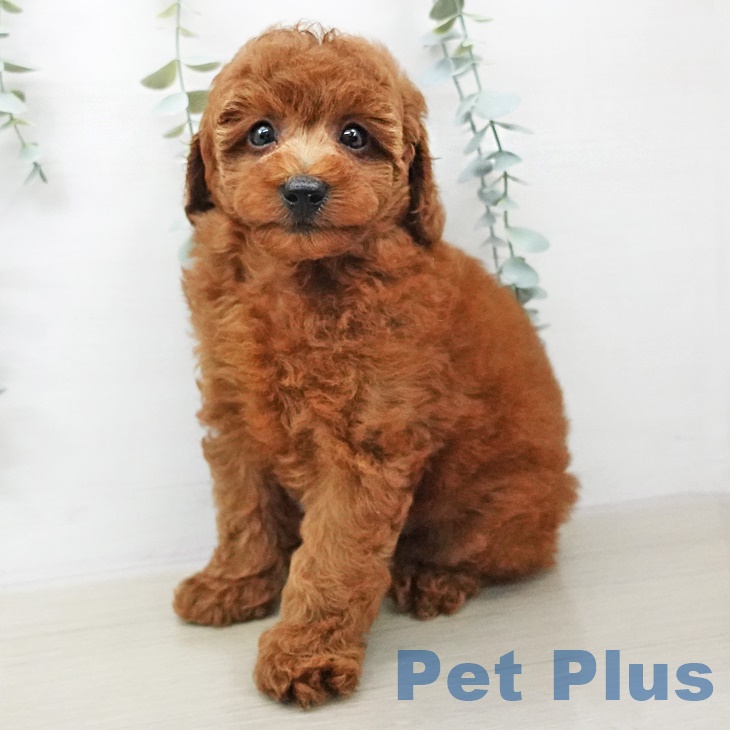 東京都のトイプードル(トイ) (ペットプラス東久留米店/2025年6月5日生まれ/男の子/レッド)の子犬