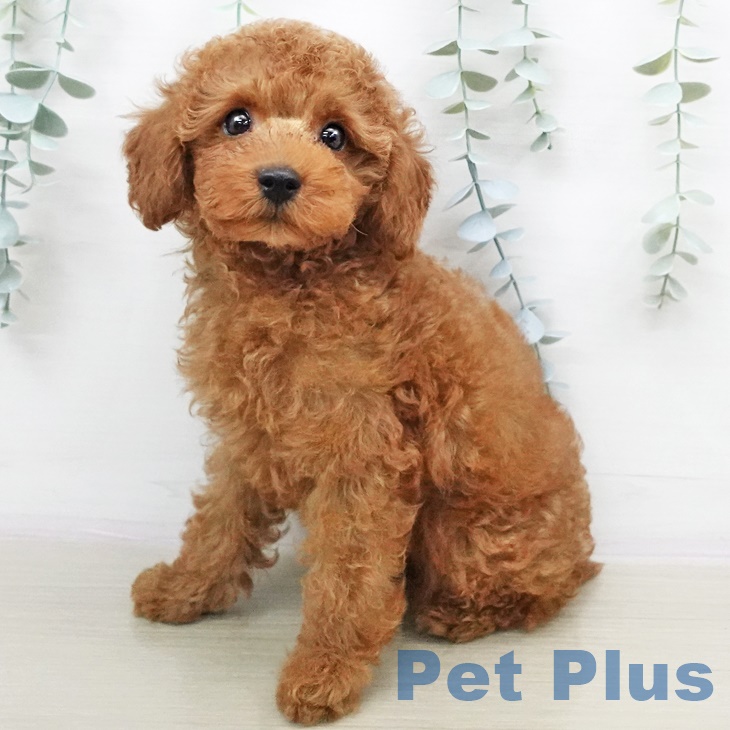 埼玉県のトイプードル(トイ) (ペットプラス所沢店/2025年5月27日生まれ/男の子/レッド)の子犬