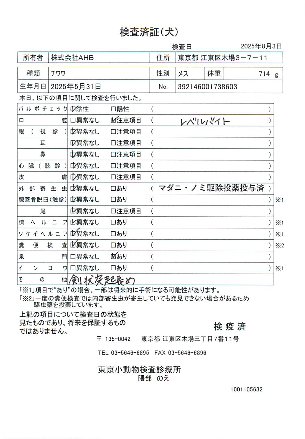 チワワ