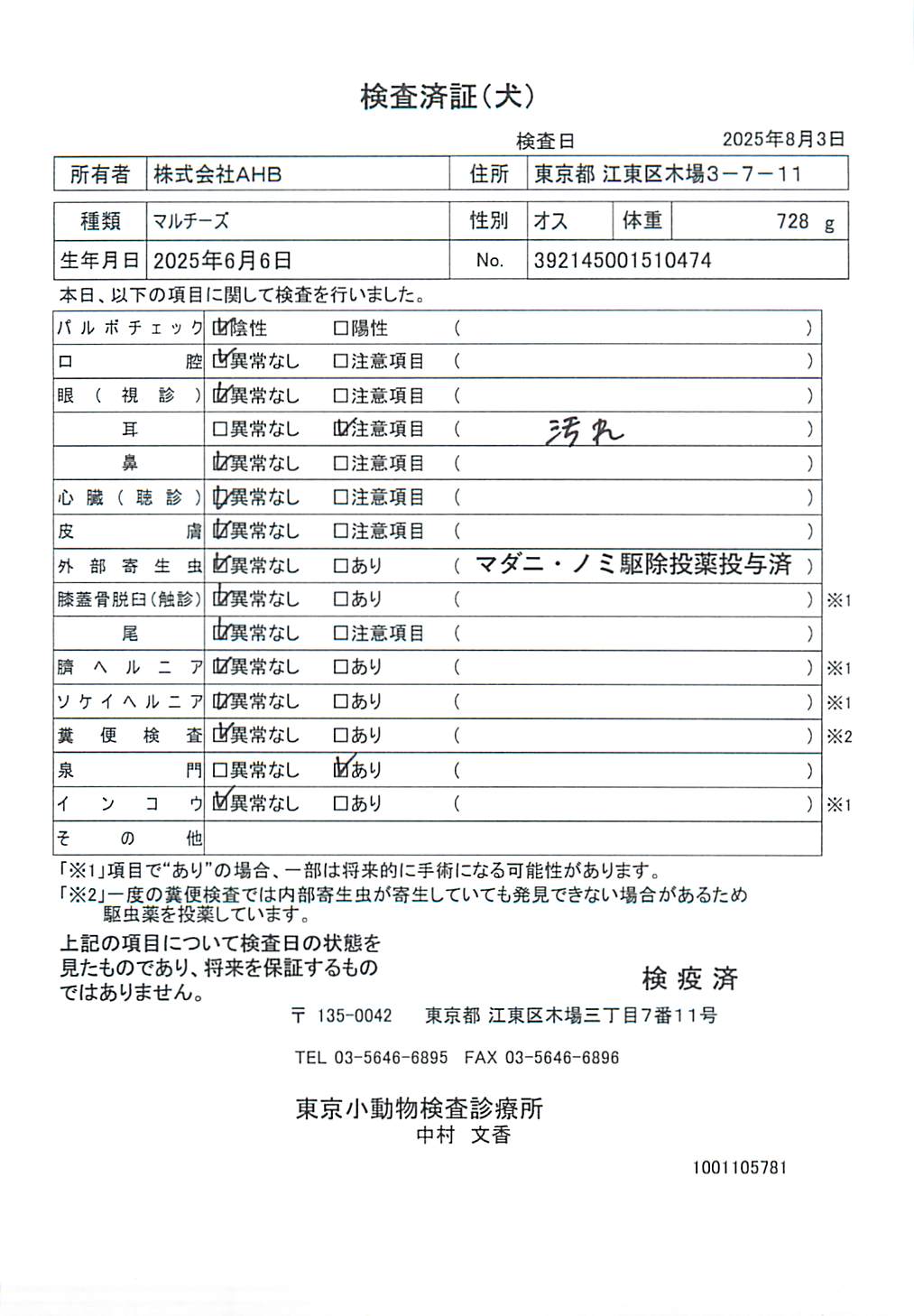 マルチーズ