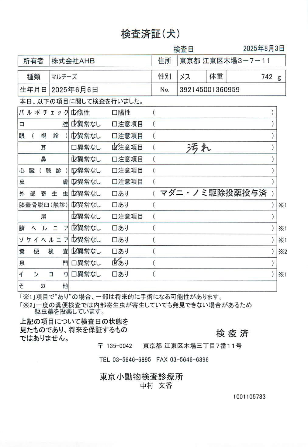 マルチーズ