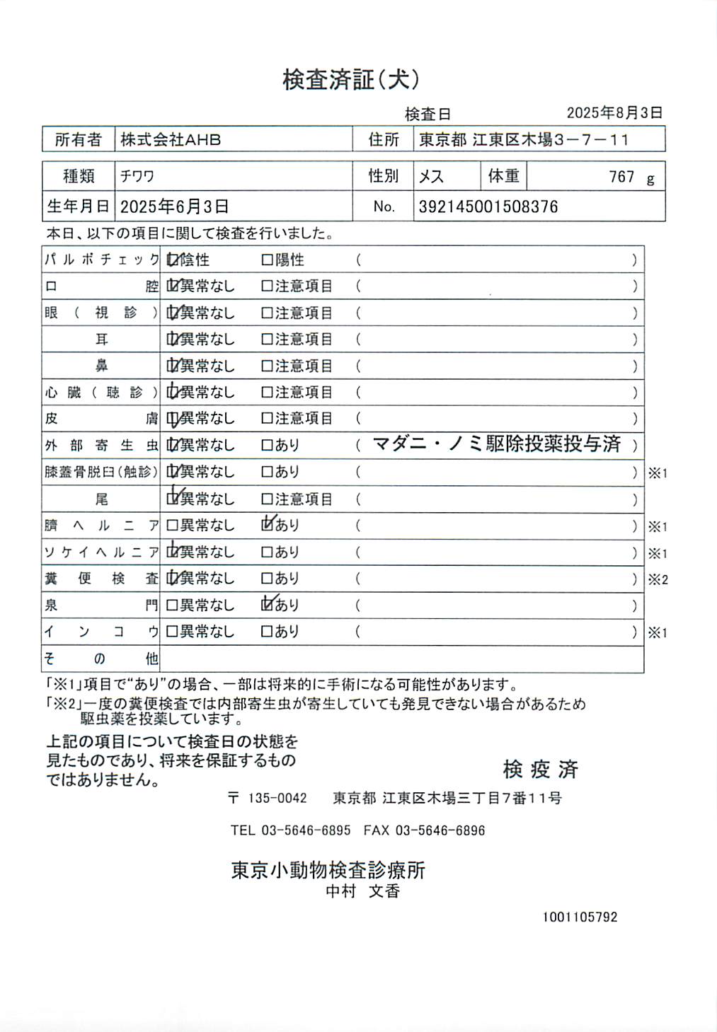 チワワ