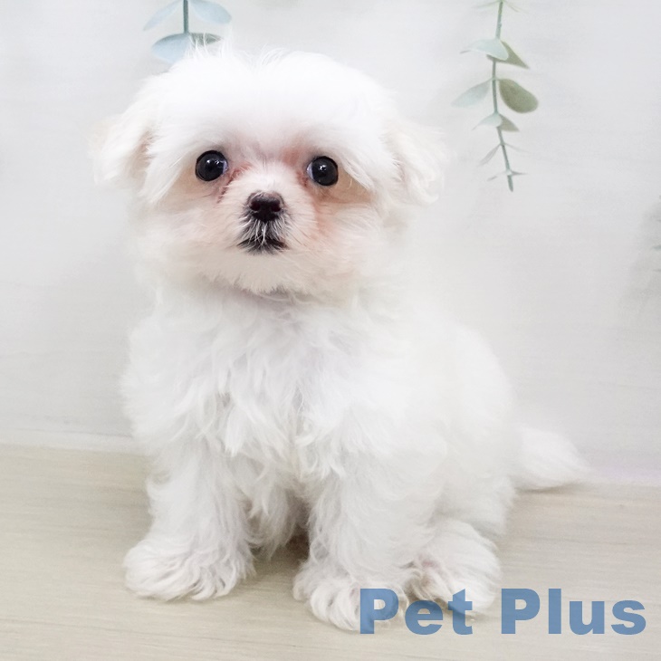 埼玉県のマルチーズ (ペットプラス浦和美園店/2025年6月3日生まれ/女の子/ホワイト)の子犬
