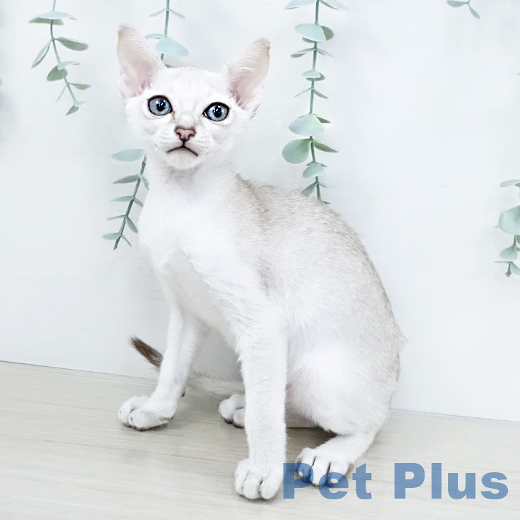 シンガプーラ