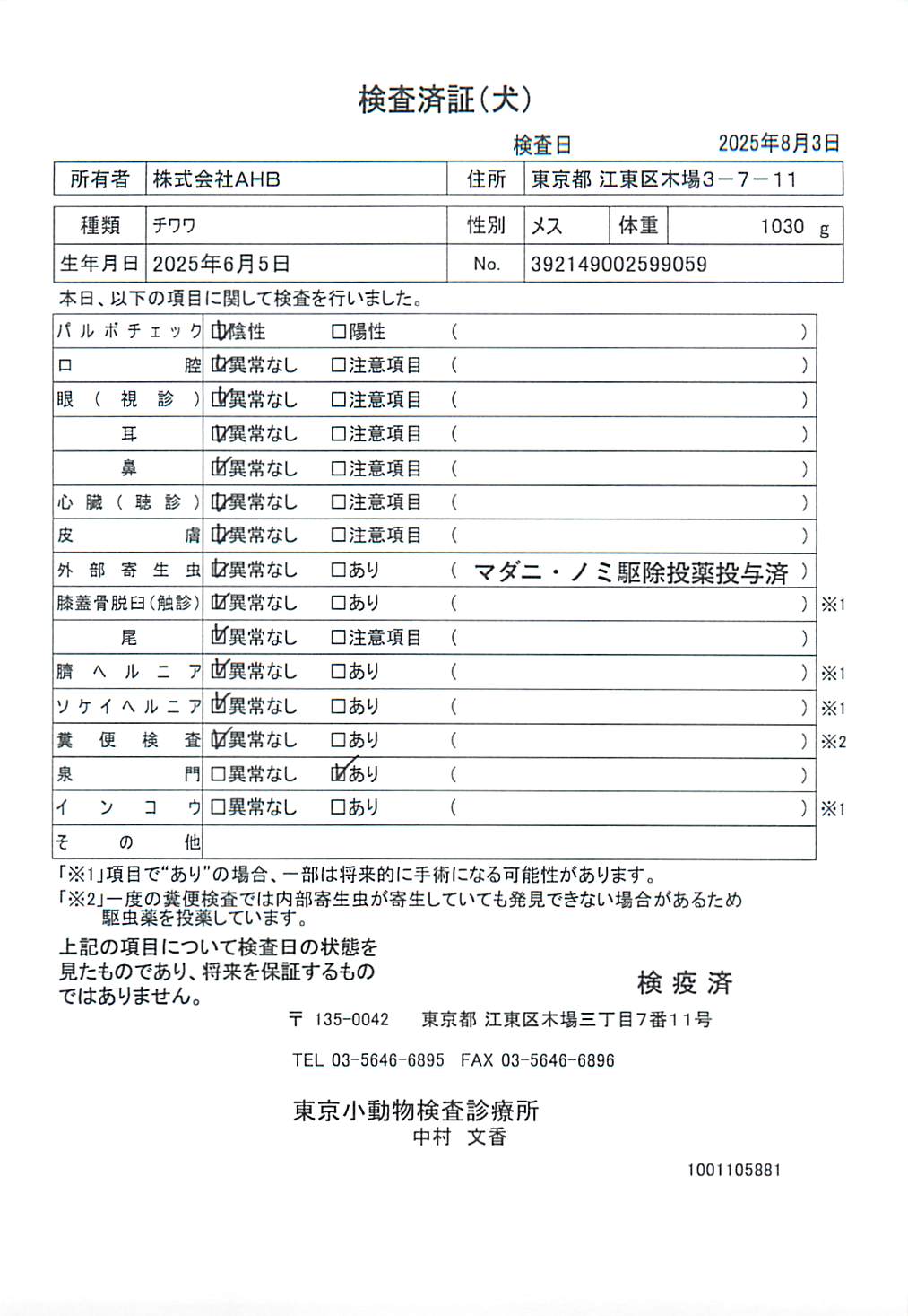 チワワ