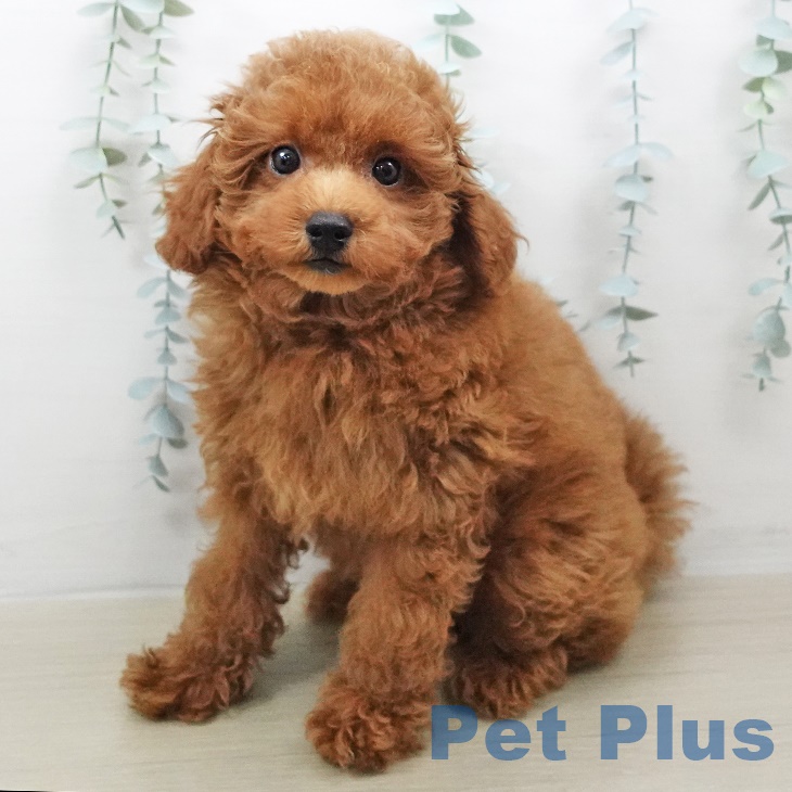 長野県のトイプードル(トイ) (ペットプラス長野店/2025年5月22日生まれ/男の子/レッド)の子犬の1枚目の画像