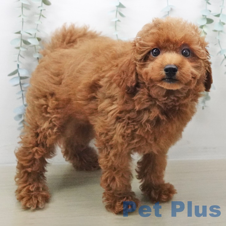 長野県のトイプードル(トイ) (ペットプラス長野店/2025年5月22日生まれ/男の子/レッド)の子犬の2枚目の画像