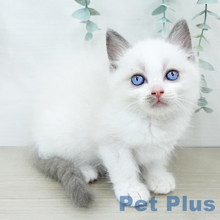宮城県のラグドール (ペットプラス名取店/2025年6月5日生まれ/男の子/ブルーポイントバイカラー)の子猫