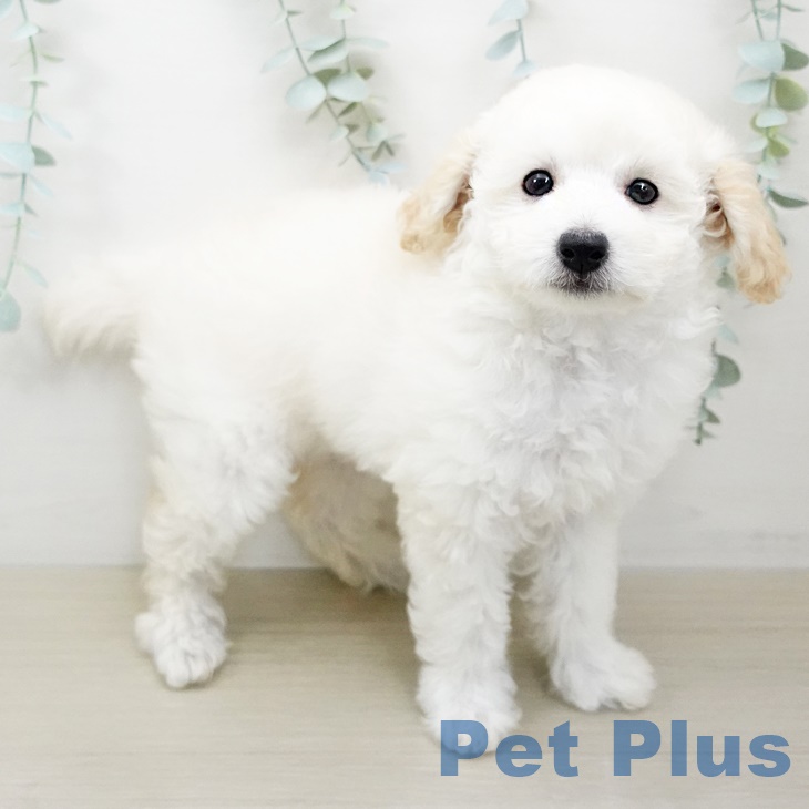 千葉県のトイプードル(トイ) (ペットプラス木更津店/2025年6月8日生まれ/女の子/クリーム)の子犬