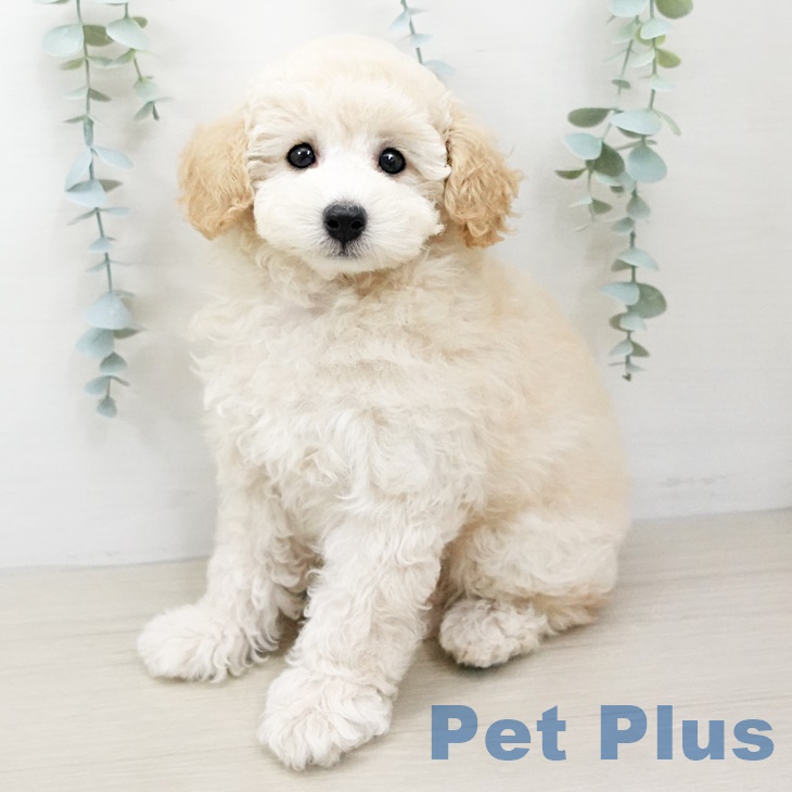 東京都のトイプードル(トイ) (ペットプラス青梅インター店/2025年6月8日生まれ/男の子/クリーム)の子犬