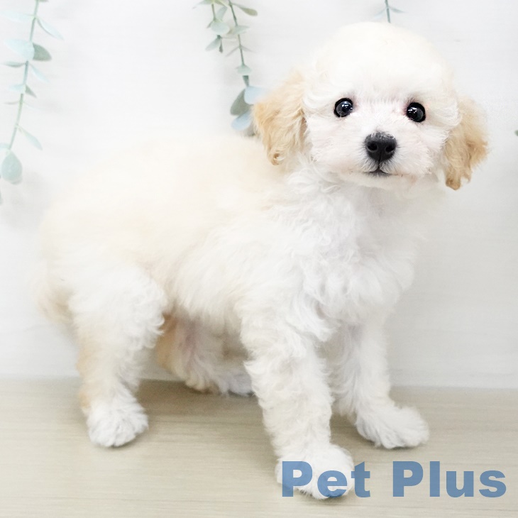 埼玉県のトイプードル(トイ) (ペットプラス川口店/2025年6月4日生まれ/女の子/クリーム)の子犬