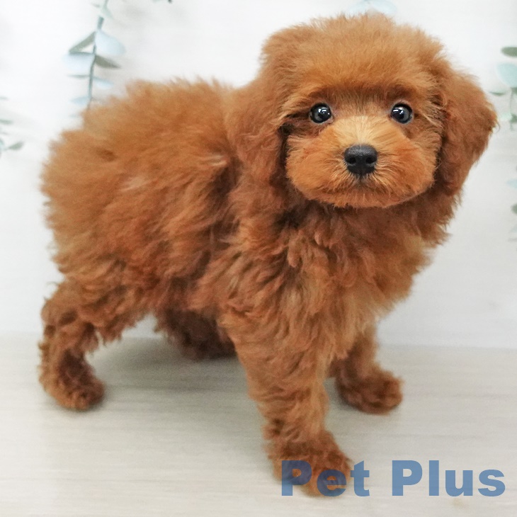 茨城県のトイプードル(トイ) (ペットプラスつくば店/2025年6月5日生まれ/男の子/レッド)の子犬の1枚目の画像