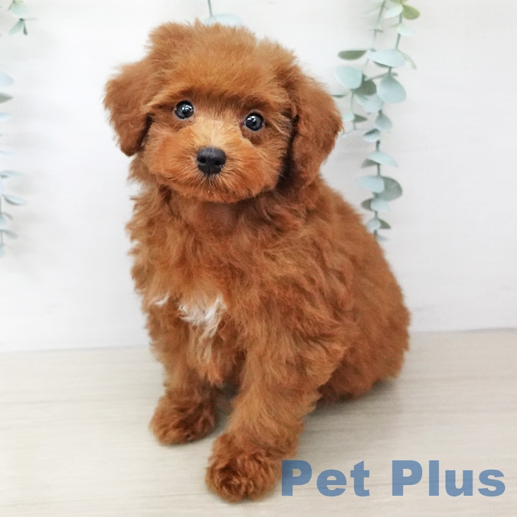 茨城県のトイプードル(トイ) (ペットプラスつくば店/2025年6月5日生まれ/男の子/レッド)の子犬の2枚目の画像