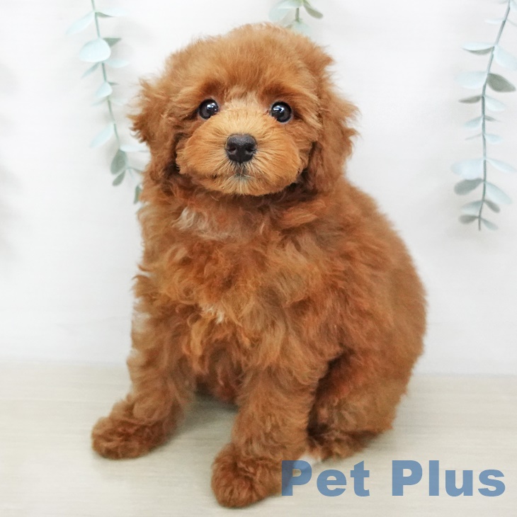 宮城県のトイプードル(トイ) (ペットプラス名取店/2025年6月5日生まれ/女の子/レッド)の子犬の1枚目の画像