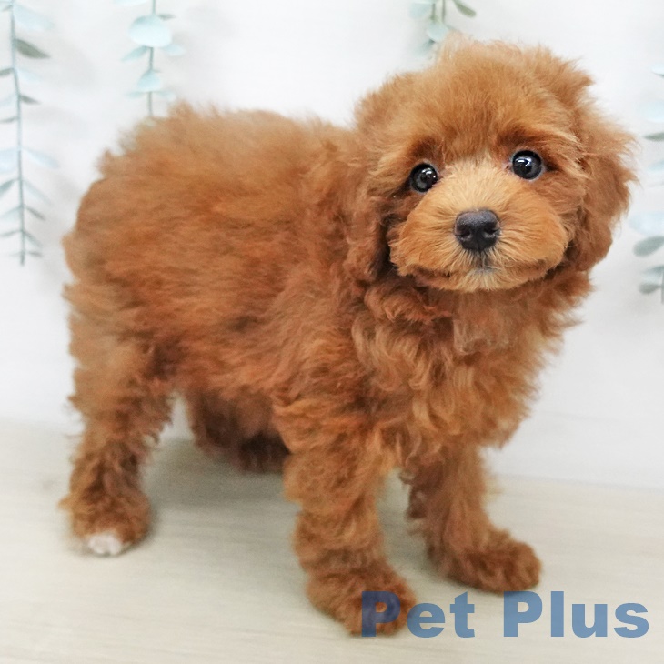 宮城県のトイプードル(トイ) (ペットプラス名取店/2025年6月5日生まれ/女の子/レッド)の子犬の2枚目の画像