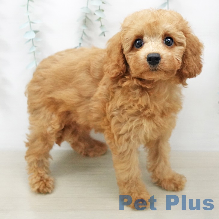 長野県のトイプードル(トイ) (ペットプラス長野店/2025年5月30日生まれ/男の子/レッド)の子犬の2枚目の画像
