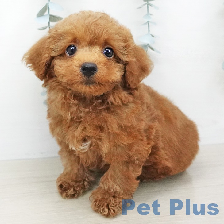 宮城県のトイプードル(トイ) (ペットプラス名取店/2025年6月9日生まれ/男の子/レッド)の子犬の1枚目の画像