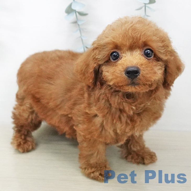 宮城県のトイプードル(トイ) (ペットプラス名取店/2025年6月9日生まれ/男の子/レッド)の子犬の2枚目の画像