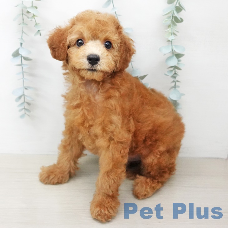 茨城県のトイプードル(トイ) (ペットプラスつくば店/2025年6月1日生まれ/男の子/レッド)の子犬の2枚目の画像