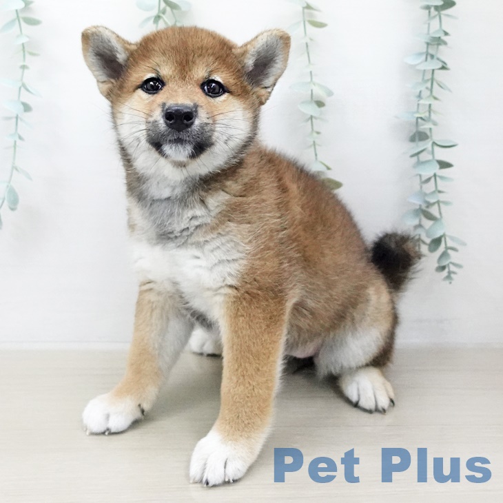 東京都の柴犬(標準サイズ) (ペットプラス青梅インター店/2025年6月12日生まれ/女の子/赤)の子犬の1枚目の画像