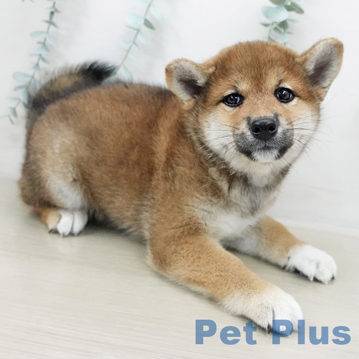 東京都の柴犬(標準サイズ) (ペットプラス青梅インター店/2025年6月12日生まれ/女の子/赤)の子犬の2枚目の画像
