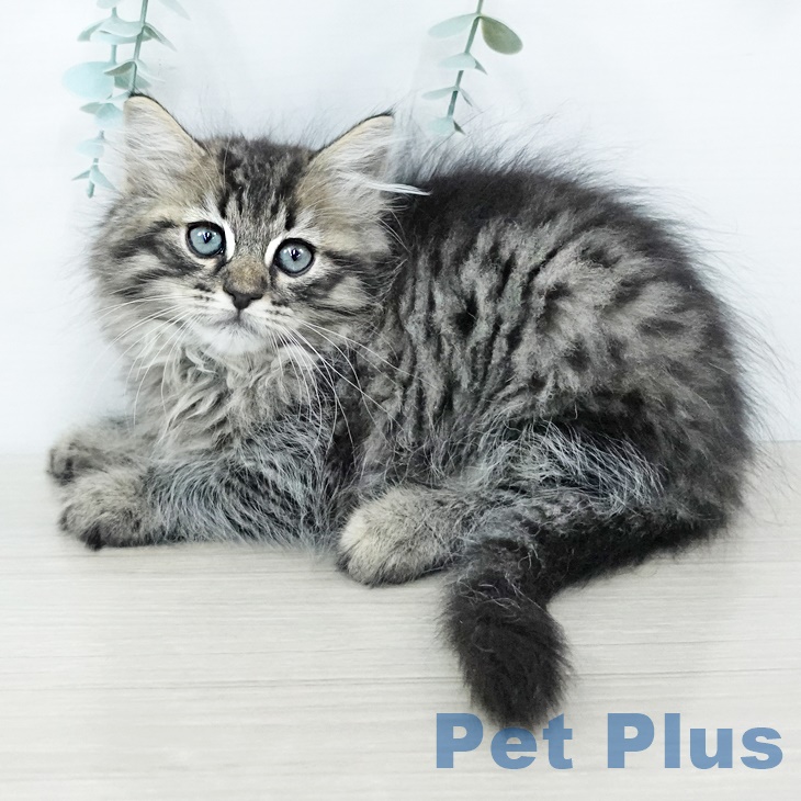 茨城県のラガマフィン (ペットプラスつくば店/2025年6月9日生まれ/男の子/ブラウンタビー)の子猫の2枚目の画像