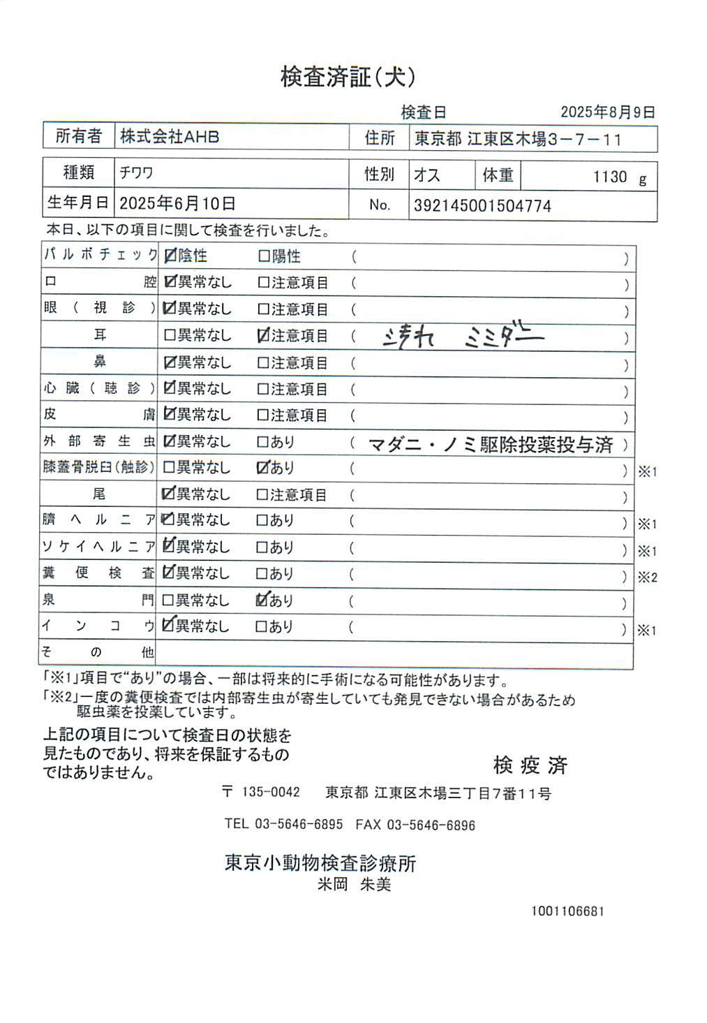チワワ