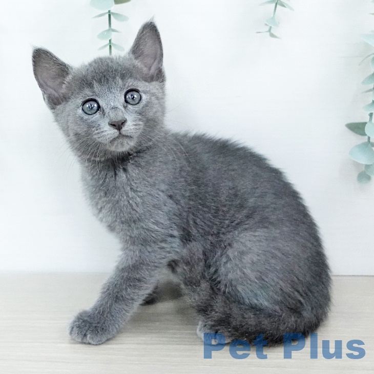 群馬県のロシアンブルー (ペットプラスイオンモール太田店/2025年6月7日生まれ/男の子/ブルー)の子猫の1枚目の画像