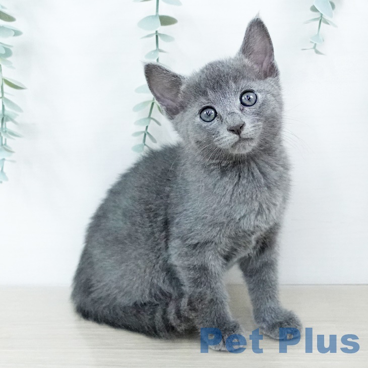 群馬県のロシアンブルー (ペットプラスイオンモール太田店/2025年6月7日生まれ/男の子/ブルー)の子猫の2枚目の画像