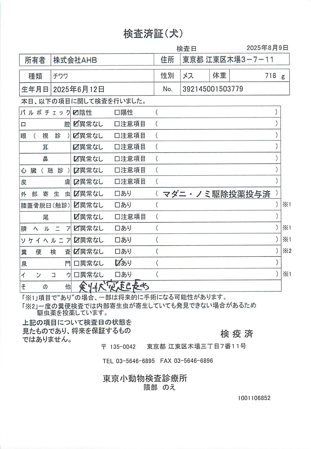 チワワ