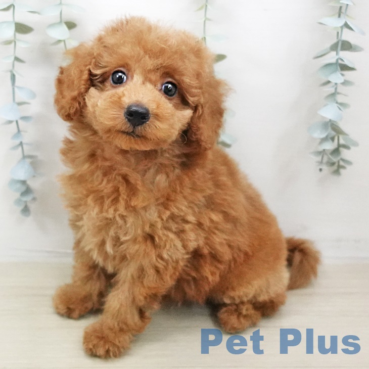 埼玉県のトイプードル(トイ) (ペットプラス川口店/2025年6月12日生まれ/男の子/レッド)の子犬
