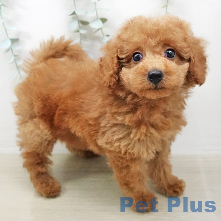 埼玉県のトイプードル(トイ) (ペットプラス川口店/2025年6月12日生まれ/男の子/レッド)の子犬の2枚目の画像