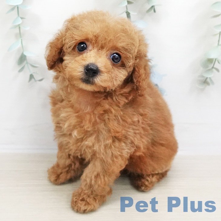 埼玉県のトイプードル(トイ) (ペットプラス上尾店/2025年6月12日生まれ/女の子/レッド)の子犬