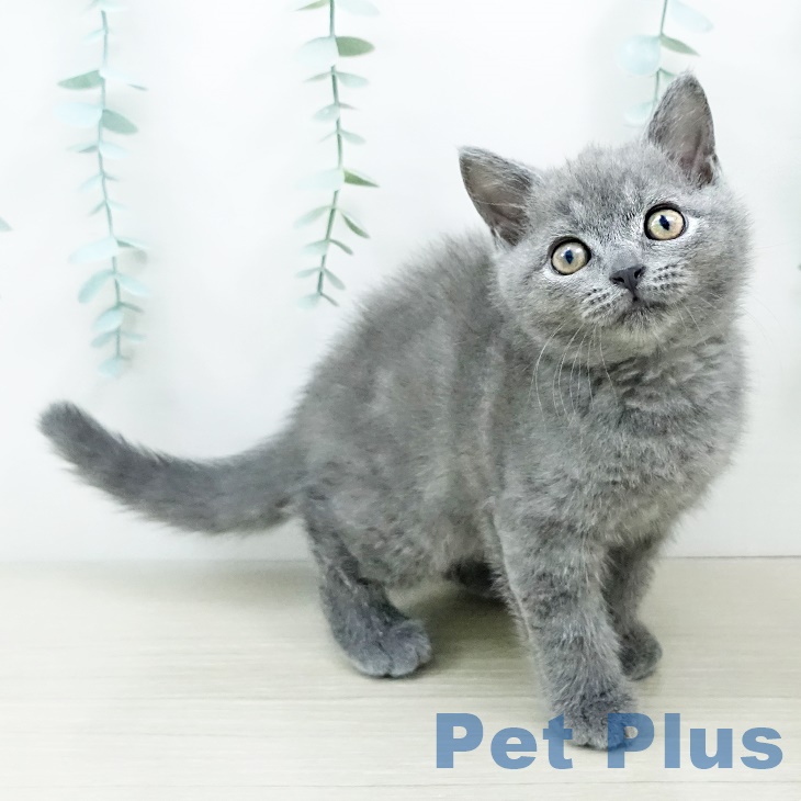 ブリティッシュショートヘア