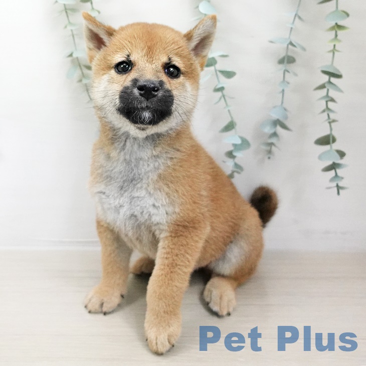 東京都の柴犬(標準サイズ) (ペットプラス青梅インター店/2025年6月13日生まれ/男の子/赤)の子犬の2枚目の画像