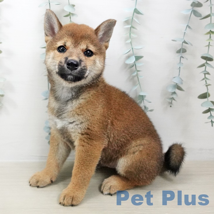 埼玉県の柴犬(標準サイズ) (ペットプラス羽生店/2025年6月13日生まれ/男の子/赤)の子犬の1枚目の画像