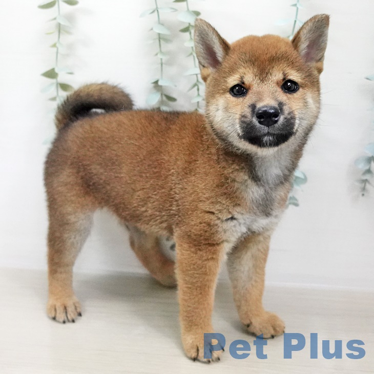 埼玉県の柴犬(標準サイズ) (ペットプラス羽生店/2025年6月13日生まれ/男の子/赤)の子犬の2枚目の画像