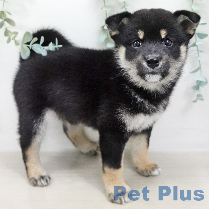 埼玉県の柴犬(標準サイズ) (ペットプラス浦和美園店/2025年6月12日生まれ/女の子/黒)の子犬の2枚目の画像