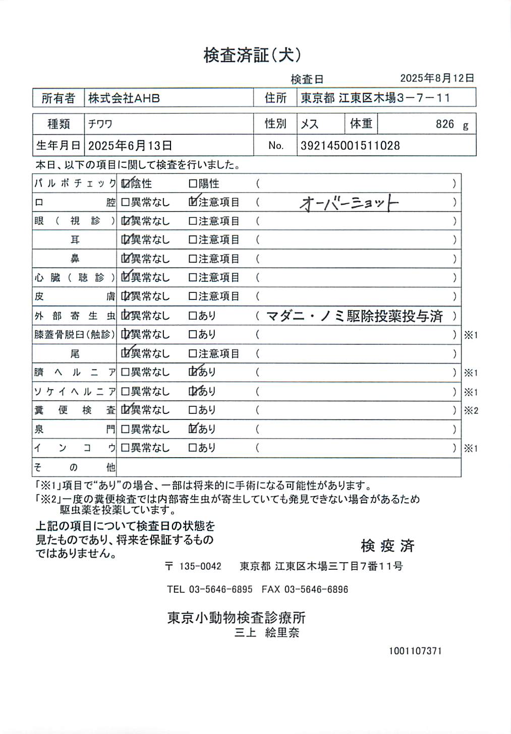 チワワ