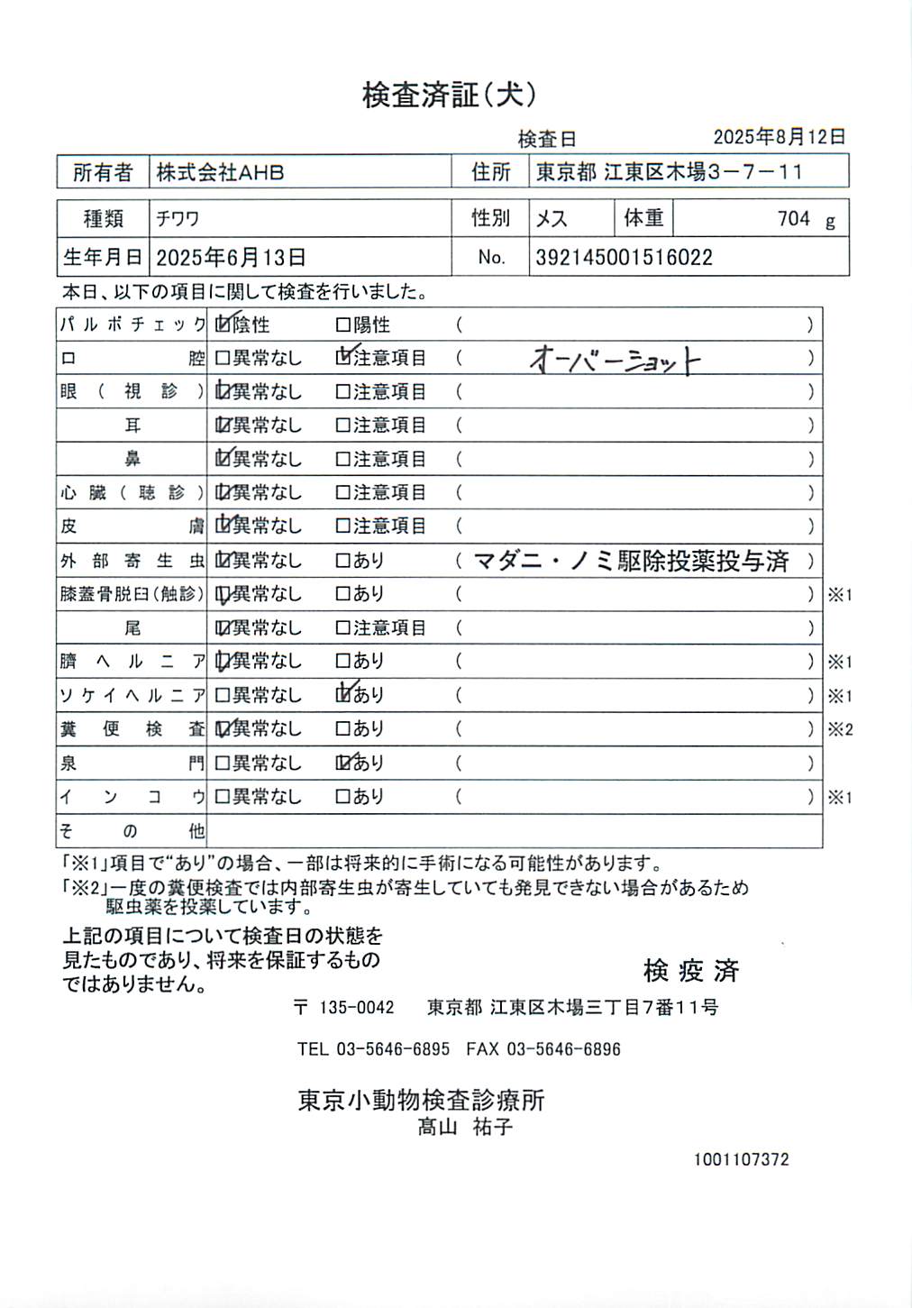 チワワ