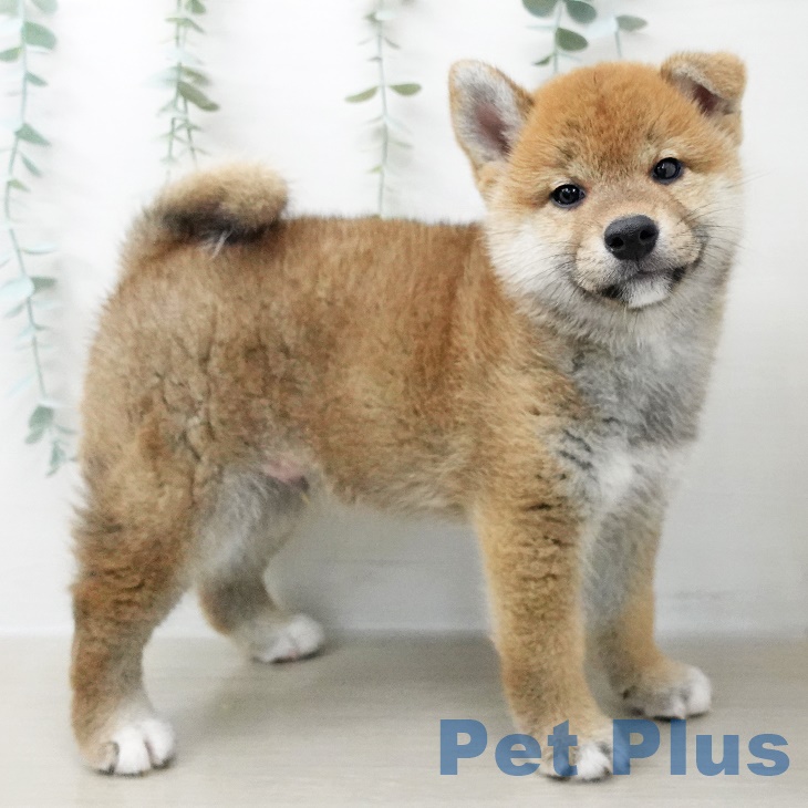 埼玉県の柴犬(標準サイズ) (ペットプラス八潮店/2025年6月16日生まれ/男の子/赤)の子犬の1枚目の画像
