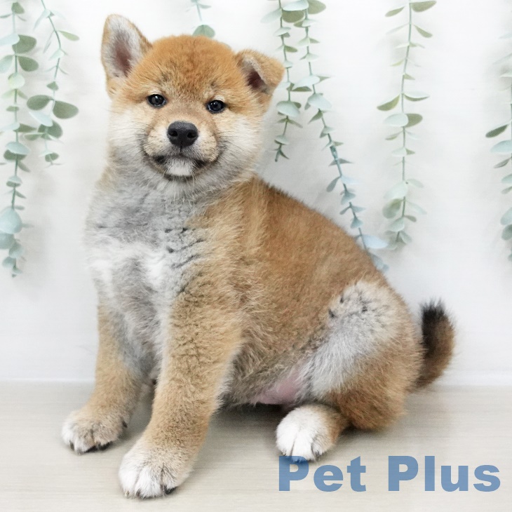埼玉県の柴犬(標準サイズ) (ペットプラス八潮店/2025年6月16日生まれ/男の子/赤)の子犬の2枚目の画像