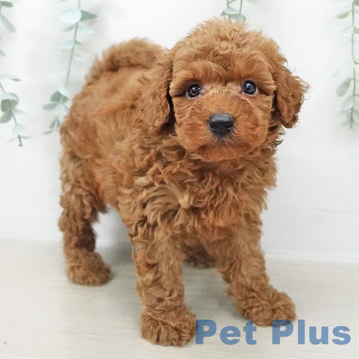 長野県のトイプードル(トイ) (ペットプラス上田店/2025年6月14日生まれ/男の子/レッド)の子犬の2枚目の画像