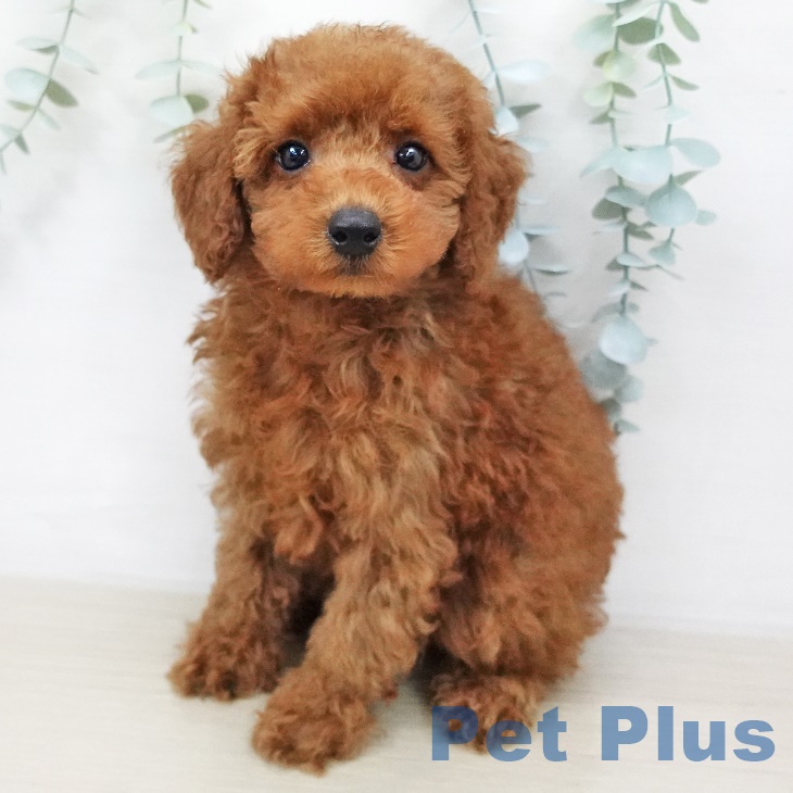 群馬県のトイプードル(トイ) (ペットプラス前橋店/2025年6月14日生まれ/男の子/レッド)の子犬の1枚目の画像