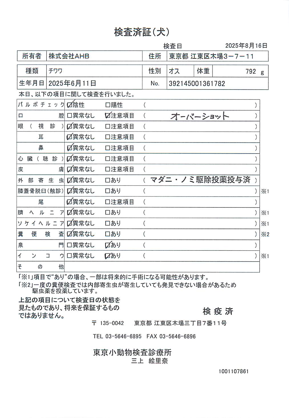 チワワ