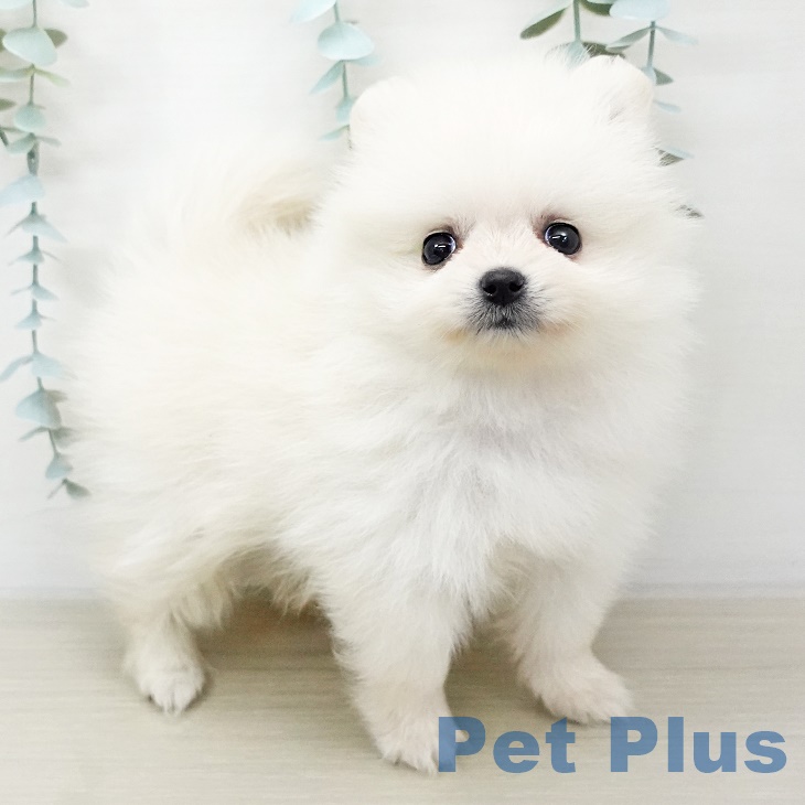 宮城県のポメラニアン (ペットプラス名取店/2025年6月19日生まれ/男の子/クリーム)の子犬